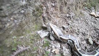 Snake Sound & Fishing