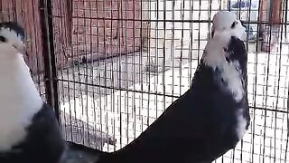 Pegionshortsvideo #subcribe