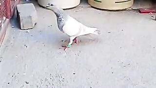 Flying pegion video #subcribe