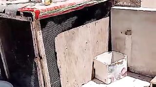 Kabotar laray #shorts video#subcribe