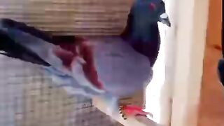 Cage pegion #shorts video #subcribe