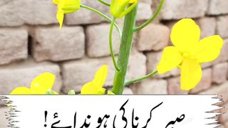 Punjabi Poetry