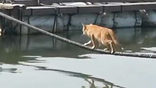 Animal funny videos