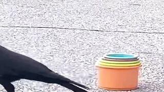 The Wise crow