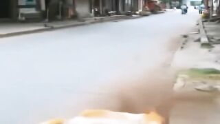 The Revenge of the dogs