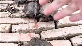 The world Of Tortoises