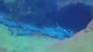 resting sharks
