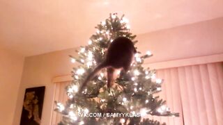 The cat on the Christmas tree