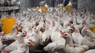 5000 chickens (my bisnis)