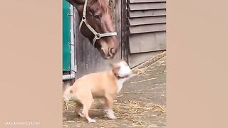 Can’t stop laughing at these animal - Funniest ANIMAL Videos 2025! ????