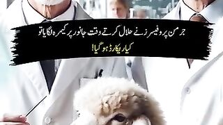 Islamic Method of slatering Animals and New Research