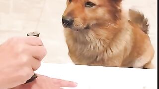 Dog video