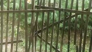 The fragile fence has been in front of the house for a long time
