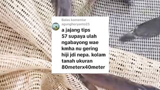 Tips agar bibit lele tidak banyak mati saat budidaya