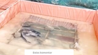 Pemijahan lele tanpa kakaban telur lele tidak akan menetas❗DIJAMIN