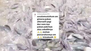 Cara memberikan 2 jenis pakan yaitu pakan alternatif dan pakan pelet