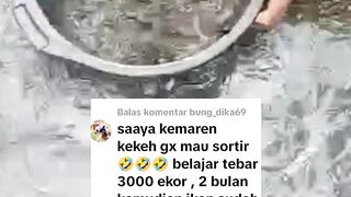TERBUKTI❗ Budidaya Ikan Lele tanpa SORTIR gagal total