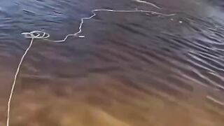Big fish