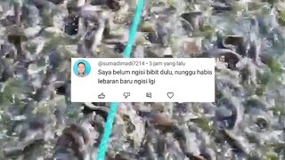 Tuk yang mau mudik, jangan dulu tebar bibit lele sekarang, tanggung