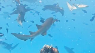 when the shark kiss you