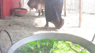 Funnyspciall