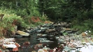 Natural Flowing River Scenery and Wild Nature Birdsong