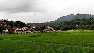 short video of rice field scenery