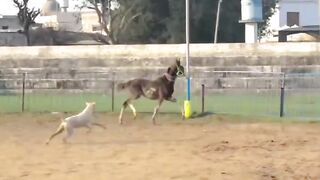 Dog hit by hourse