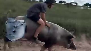 ride a racing boar