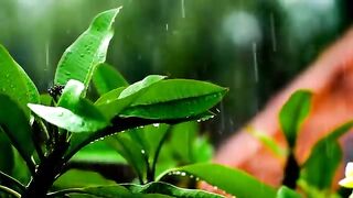 The natural scenery of the forest accompanied by beautiful rain