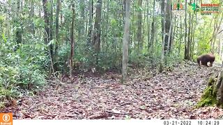 Collection of Wild Animal Videos from Kalimantan Caught on Camera Traps