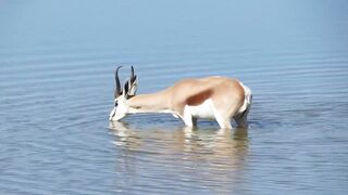 Animal & Water