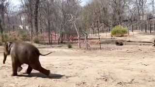 Saint Louis Zoo