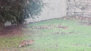 Bird Vs Fox