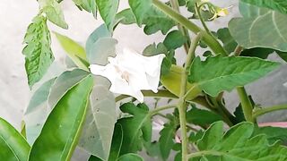 Beautiful white flower