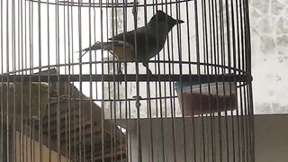 Javan Gentilang bird