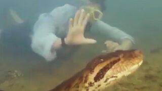 Anaconda