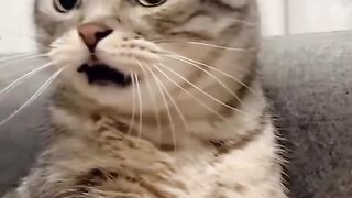 Cute cat
