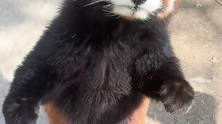funny red panda