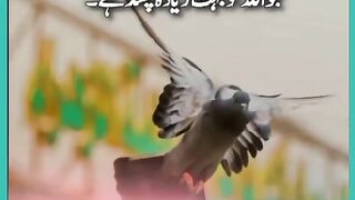 Shariat Ke Masail Seekhain