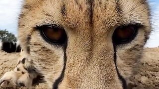 Did you know? Cheetahs need to drink water regularly,