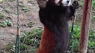 funny red panda #redpanda #animals #panda #redpandaandfriends #febspot