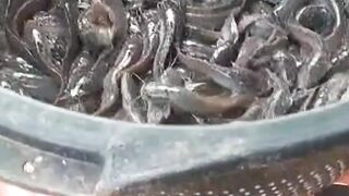 Pembudidaya lele wajib memiliki alat yanga satu ini agar oknum tengkulak tidak curang