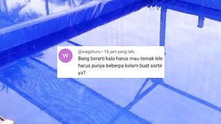 Kalau mau ternak lele harus punya berapa kolam