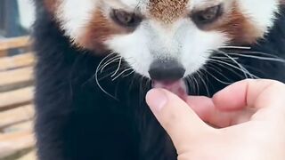 Red panda so beautiful #redpanda #furryanimal #animal