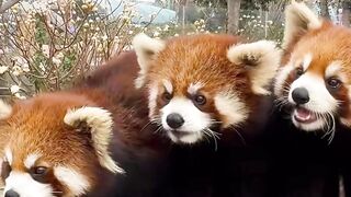 Red panda so cute #redpanda #furryanimal #animal #febspot