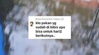 Pakan yang sudah dibibis harus habis hari ini, tidak untuk esok hari