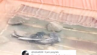 Induk lele betina bertelur diatas kakaban bukan karena dipaksa, tapi insting alaminya