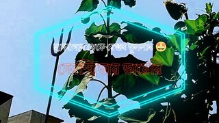 ছাদবাগান থেকে বেগুন তুললাম !!