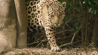 Funny Beautiful Animals